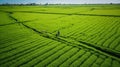 Aerial view of green fields and Rural scenery, farmland in rural, Sunny morning, spring summer season