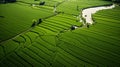 Aerial view of green fields and Rural scenery, farmland in rural, Sunny morning, spring summer season