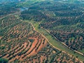 Aerial View Green Fields with Trees Royalty Free Stock Photo