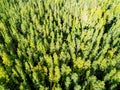 Aerial view of a green forest. Beautiful landscape. Clouds over the green forest. Aerial bird`s eye trees. Aerial top view forest. Royalty Free Stock Photo