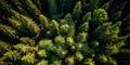 Aerial view of a green forest. Conifers from bird eye view.