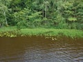 Aerial view on green forest, lake and aquatic plants on lake bank Royalty Free Stock Photo