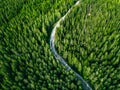 Aerial view of green forest road. Curved road from above