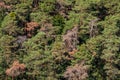 Aerial view of a green forest with several brown diseased trees