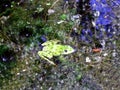 Aerial view of a green frog
