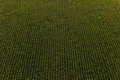 Aerial view of green maize crop field from drone pov