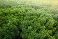 Aerial view of a green mangrove forest canopy