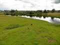 Aerial view green meadow field with cows near wide river at summer cloudy sky Royalty Free Stock Photo