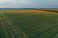 View of green mowed field outdoors. Agricultural industry