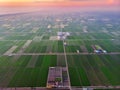 Aerial view of green paddy field