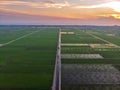 Aerial view green paddy field