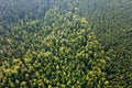 Aerial view of green pine forest with dark spruce trees. Nothern woodland scenery from above