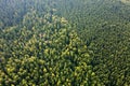 Aerial view of green pine forest with dark spruce trees. Nothern woodland scenery from above