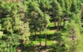 Aerial view of green pine forest - nature landscape