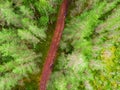 Aerial view of green pine forest and a road captured