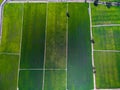 Aerial view of green rice farms in Phichit, Thailand