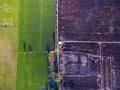 Aerial view of green rice farms and uncultivated land Royalty Free Stock Photo