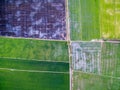 Aerial view of green rice farms and uncultivated land Royalty Free Stock Photo