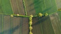 Aerial view of the green rice field, grew in different pattern in the morning
