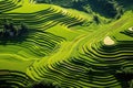 Aerial View of Green Rice Field, Top view or aerial shot of fresh green and yellow rice fields, Longsheng or Longji Rice Terrace