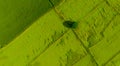 Aerial view of green rice field with a tree in Thailand. Above view of agricultural field. Rice plants. Natural pattern of green Royalty Free Stock Photo