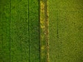 Aerial view of the green rice fields Royalty Free Stock Photo