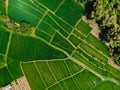 Aerial view of green rice fields. Natural texture in Bali Royalty Free Stock Photo