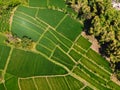 Aerial view of green rice fields. Nature texture in Bali island Royalty Free Stock Photo