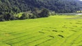 Aerial view of green rice terrace field in Chiang Mai, Thailand.