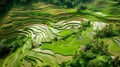 Aerial view of green rice terraces in Bali, Indonesia