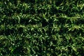 Aerial view of green rows corn field in summer Royalty Free Stock Photo