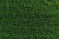 Aerial view of green rows corn field in summer