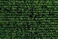 Aerial view of green rows corn field in summer Royalty Free Stock Photo