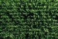 Aerial view of green rows corn field in summer Royalty Free Stock Photo