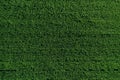 Aerial view of green rows corn field in summer Royalty Free Stock Photo