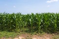 Aerial view of green rows corn field in summer, drone photography from above Royalty Free Stock Photo