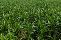 Aerial view of green rows corn field in summer, drone photography from above Royalty Free Stock Photo