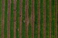 Aerial view of green rows of grape vines with Kangaroos Royalty Free Stock Photo