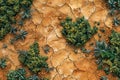 Aerial View of Green Shrubs Sprouting from Sun Cracked Dry Earth Texture for Ecological Concepts