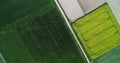 Aerial View Green Spring Field Landscape With Trails Lines. Top View Of Field With Growing Young Green Grass And Wheat. Drone View Royalty Free Stock Photo