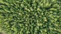 Aerial view of green summer forest with spruce and pine trees in Belgium, Europe, shot by a drone above the treetops.