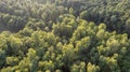 Aerial view of green summer forest with spruce and pine trees in Belgium, Europe, shot by a drone above the treetops.