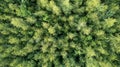 Aerial view of green summer forest with spruce and pine trees in Belgium, Europe, shot by a drone above the treetops.