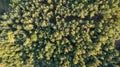 Aerial view of green summer forest with spruce and pine trees in Belgium, Europe, shot by a drone above the treetops.