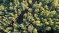 Aerial view of green summer forest with spruce and pine trees in Belgium, Europe, shot by a drone above the treetops.