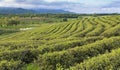 Aerial view of green tea plantation before sunset Royalty Free Stock Photo