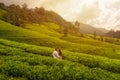 Aerial View of Green Tea Plantations Landscape with Couple in Love Royalty Free Stock Photo