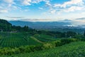 Aerial view of green tea plantations and Shizuoka city Royalty Free Stock Photo