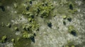 Aerial View Of Green Trees On Muddy Ground - Rendered In Maya