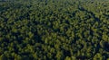 Aerial view of green trees on sunset